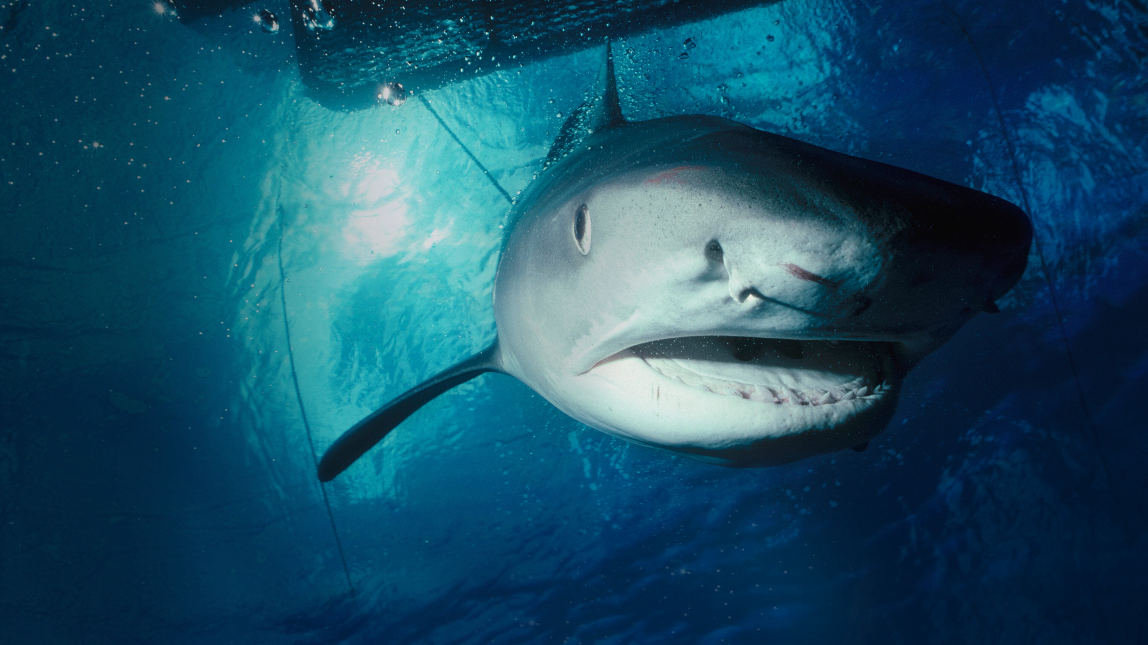 watch-tiger-shark-invasion-max