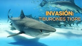 Invasión: tiburones tigre
