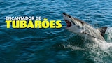 Encantador de Tubarões