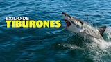 Exilio de tiburones