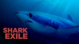 Shark Exile