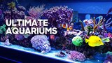 Ultimate Aquariums