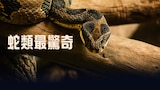 蛇類最驚奇