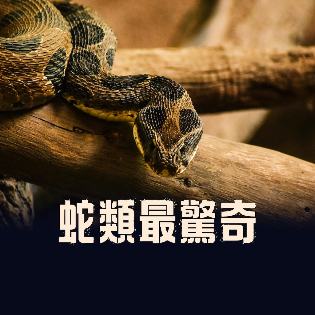 蛇類最驚奇