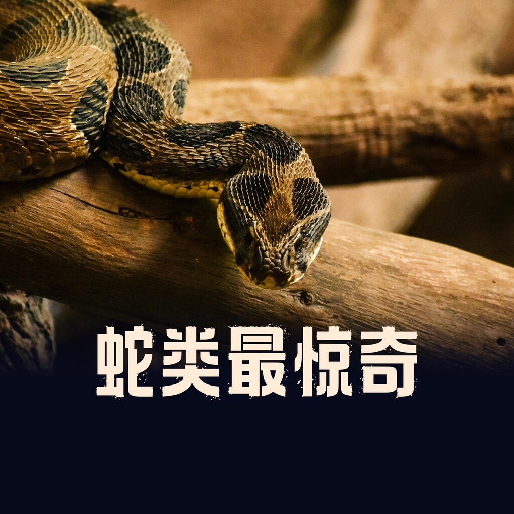 蛇类最惊奇