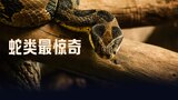 蛇类最惊奇