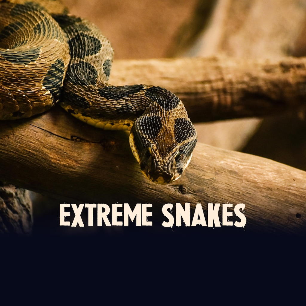 Extreme Snakes
