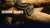 Extreme Snakes