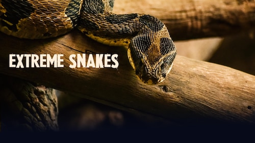 Watch Extreme Snakes | Season 1 Episode 1 | HBO Max