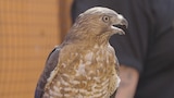 Thunderbird of Pennsylvania
