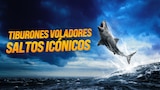 Tiburones voladores: saltos icónicos
