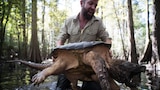 Ivory Billed Woodpecker of the Bayou