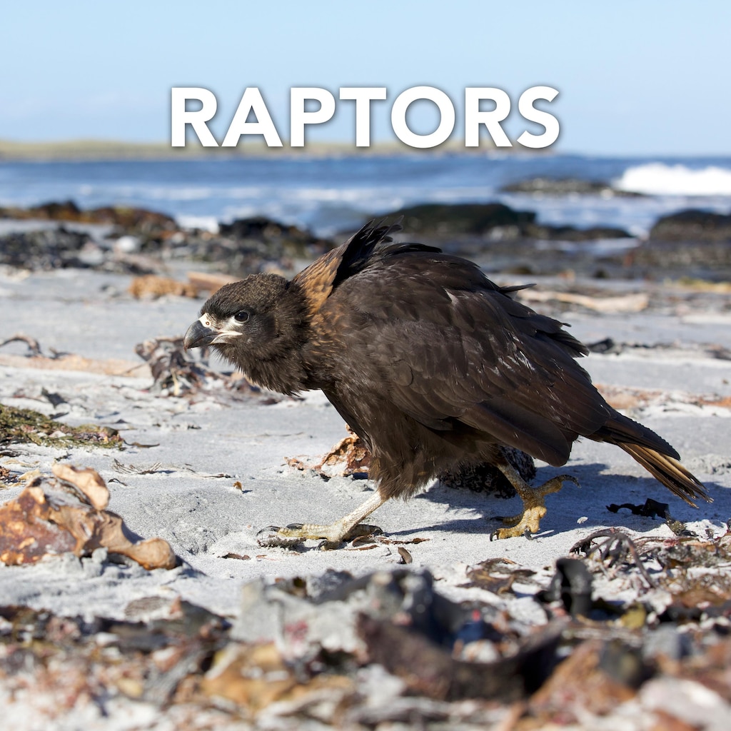 Raptors