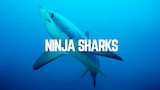 Ninja Sharks