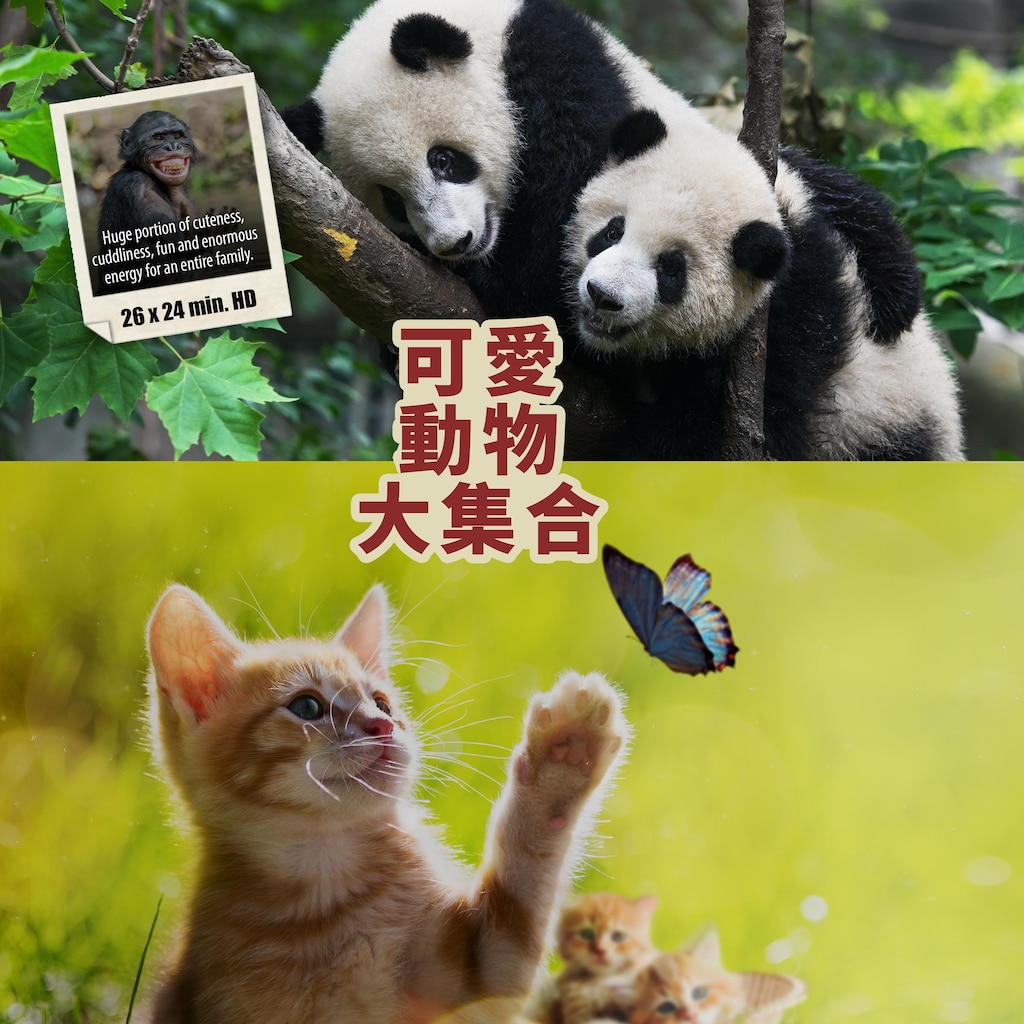 可愛動物大集合