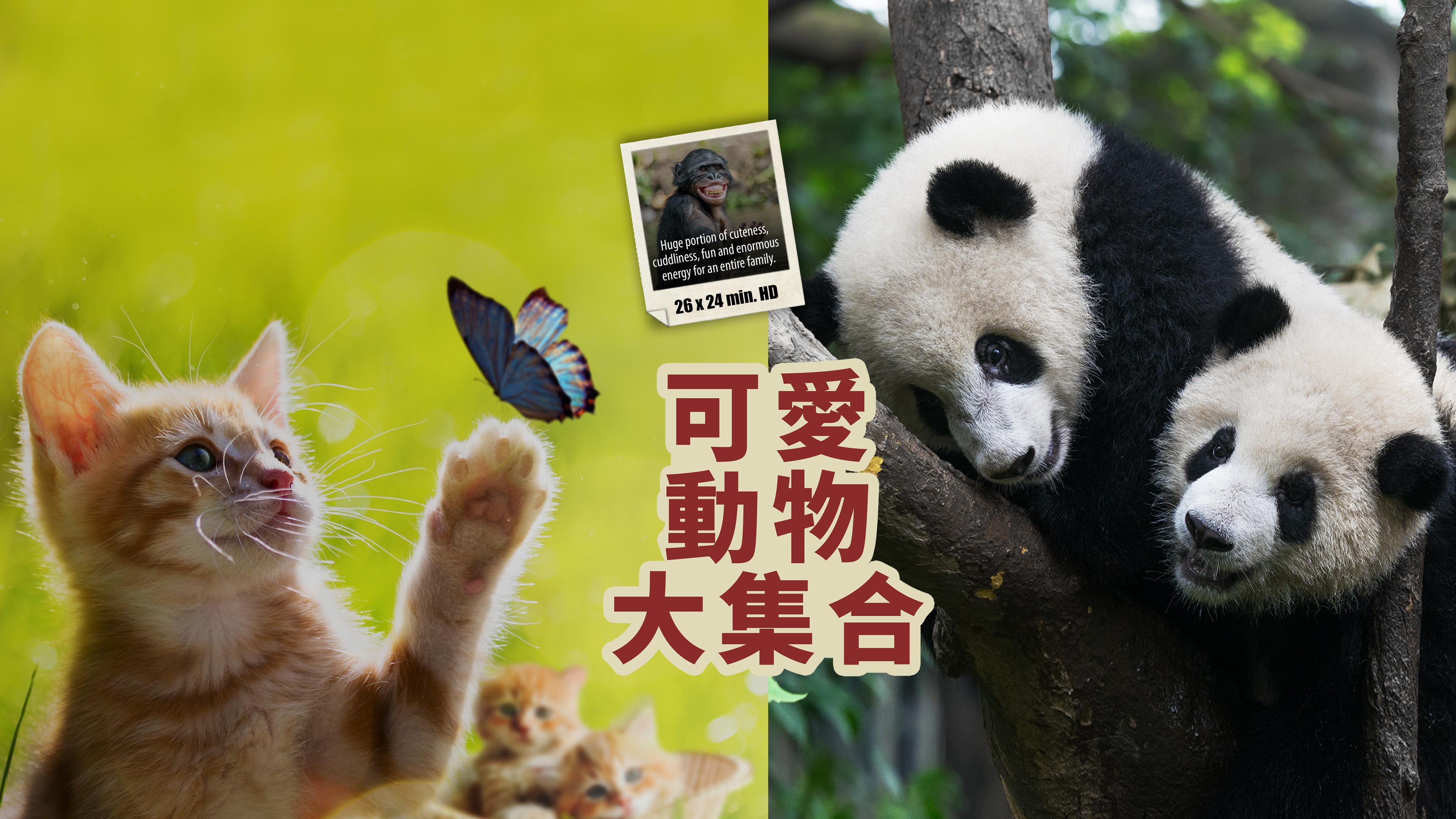 辛识平：熊猫为何圈粉世界-新华网, image size:3840x2160