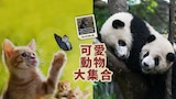 可愛動物大集合