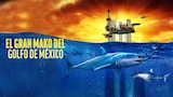 El gran mako del Golfo de México