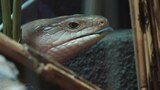 Jurassic Blue-Tongued Skink