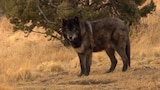 At Home with Wolves