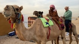 Dubai: Carp, Camel and Cocoons