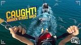 Caught! Sharks Strike Back