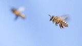 Times Square Bee Swarm