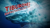 Tiburones: Espectáculo en el mar
