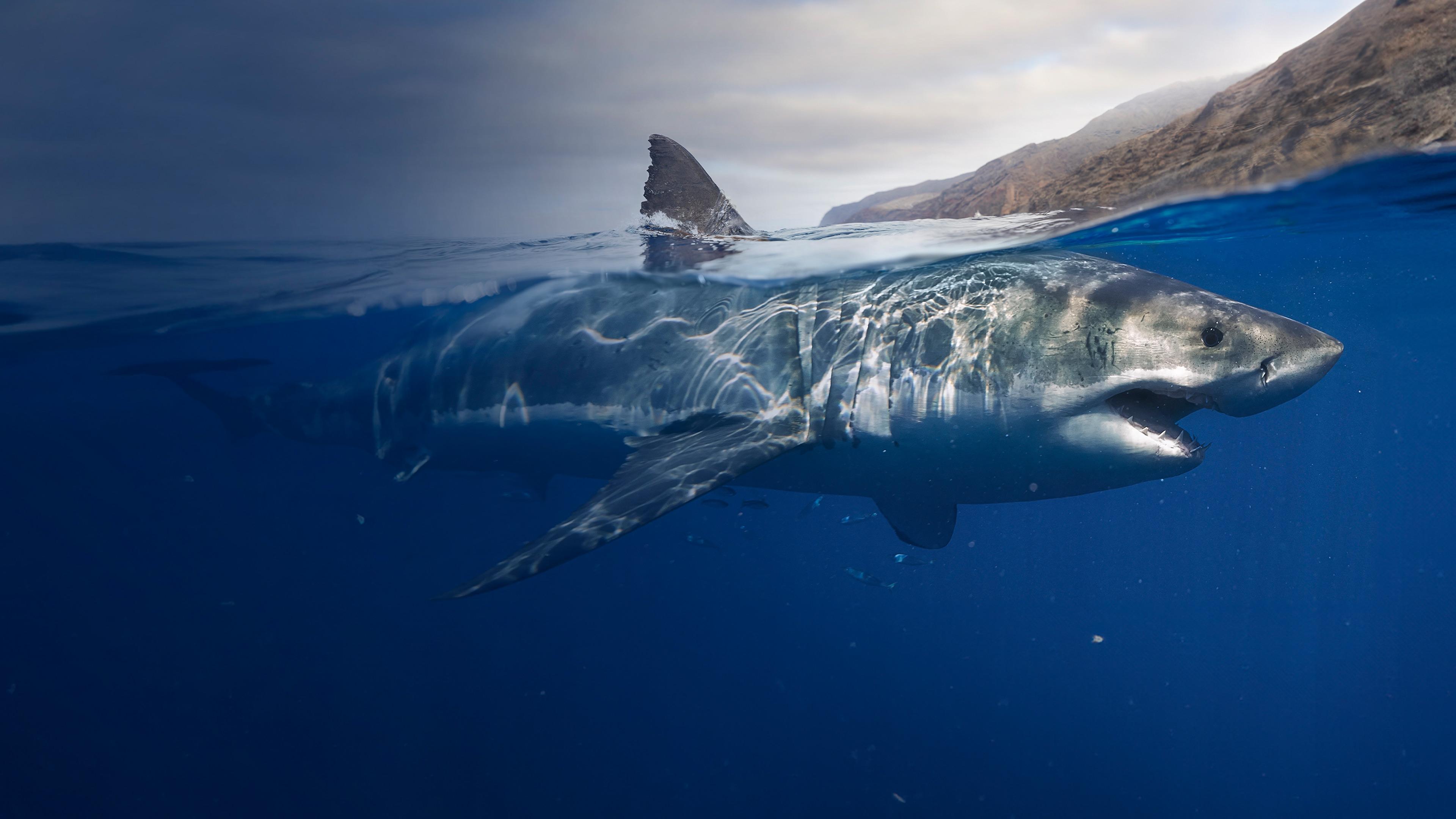 Watch Killer Sharks: The Attacks of Black December | Max