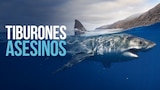 Tiburones asesinos