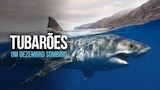 Tubarões: Um Dezembro Sombrio