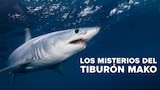 Los misterios del tiburón mako