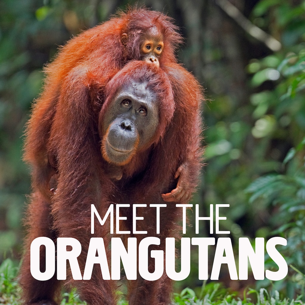 Meet the Orangutans