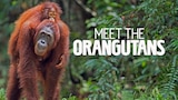 Meet the Orangutans