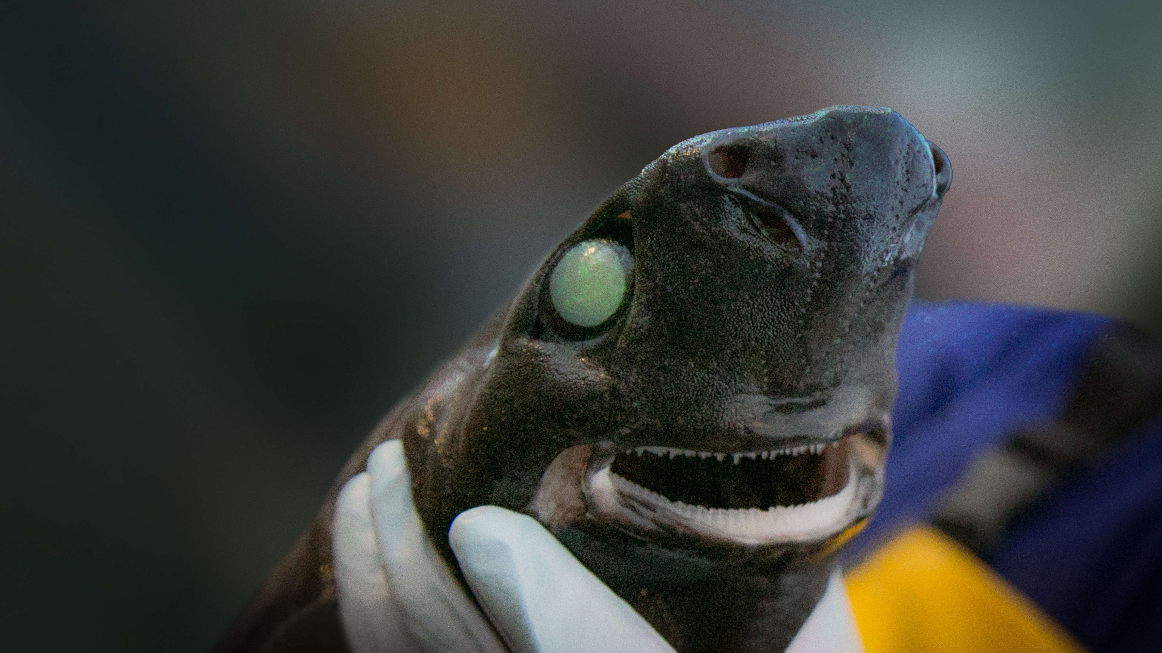 Watch Alien Sharks: Return to the Abyss | HBO Max