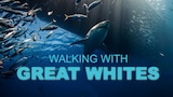 Walking With Great Whites