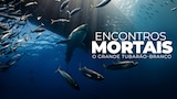 Encontros Mortais: O Grande Tubarão Branco