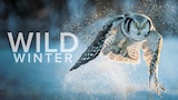 Wild Winter
