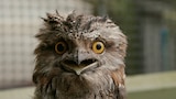 Oscar the Grouchy Frogmouth