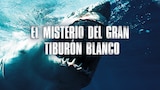 El misterio del gran tiburón blanco