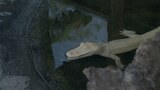 Ghost Gators