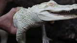 Ghost Gators
