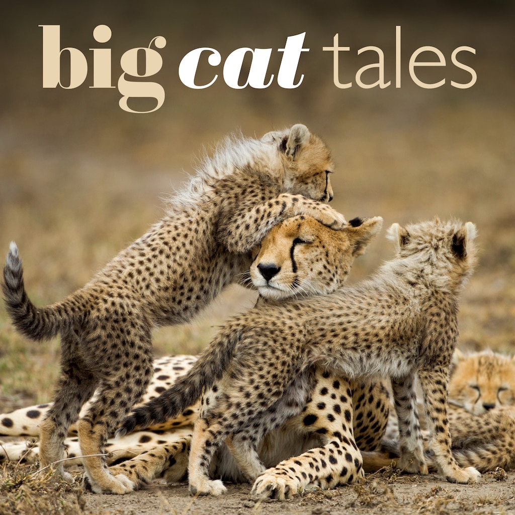 Big Cat Tales