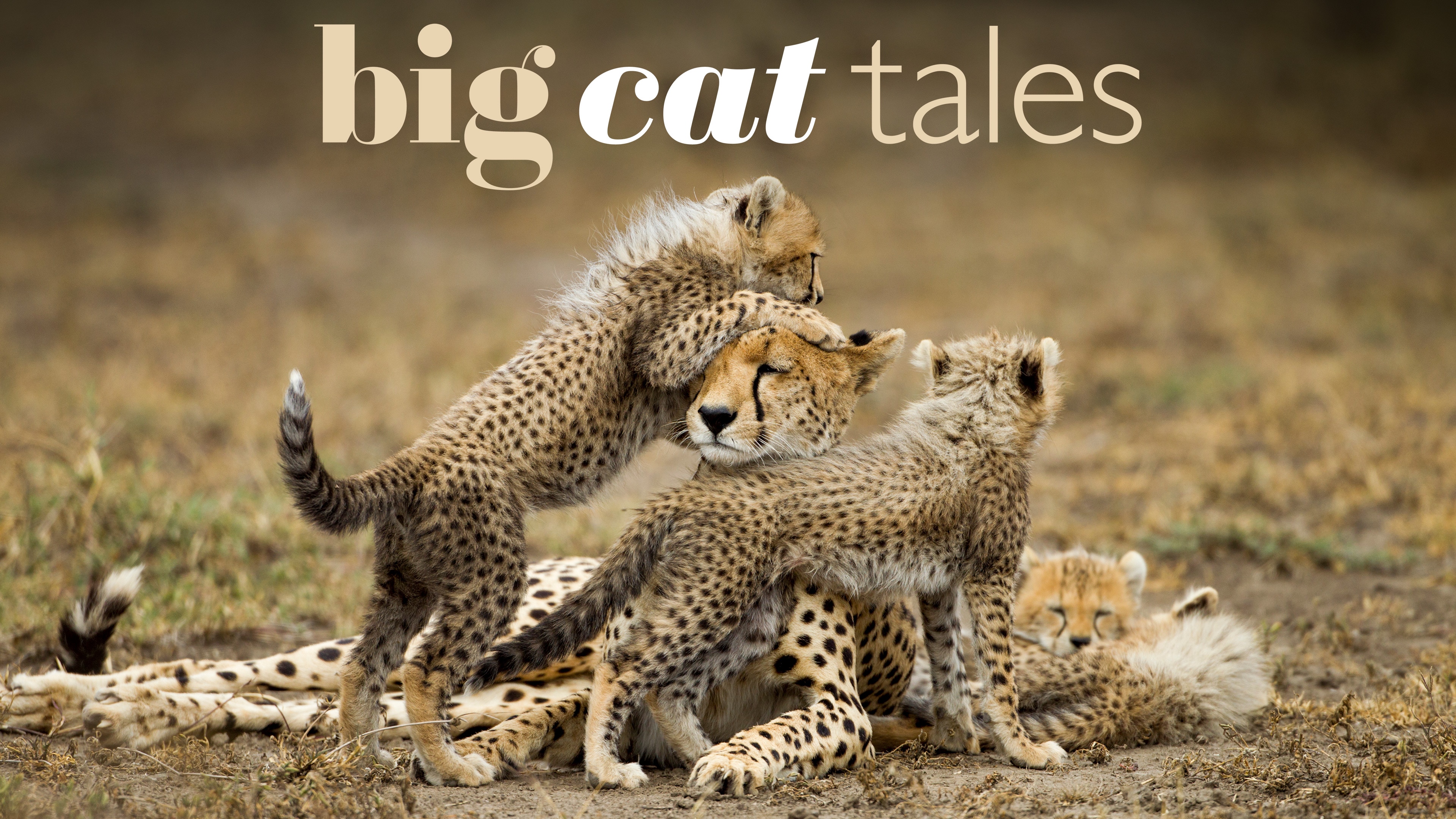 Kijk Big Cat Tales | Seizoen 2 Aflevering 2 | HBO Max, image size:3840x2160
