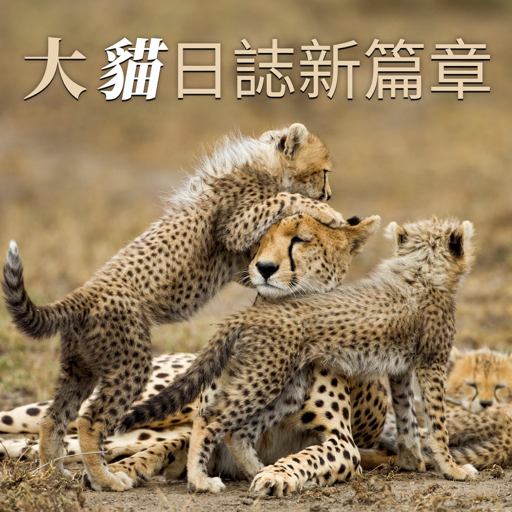 大貓日誌新篇章