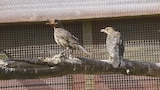 Fight or Flight