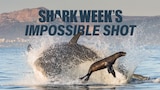 Shark Week's Impossible Shot