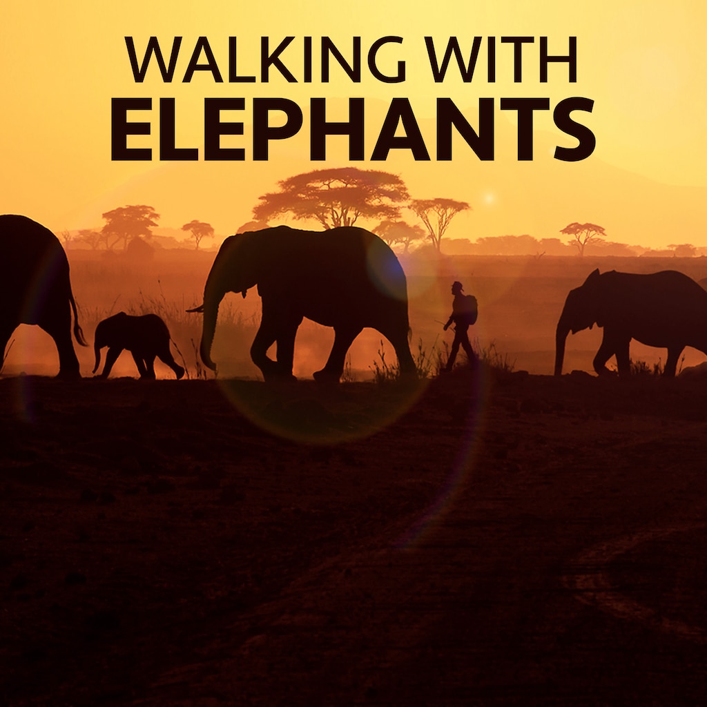 Walking With Elephants