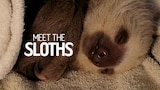 Meet The Sloths