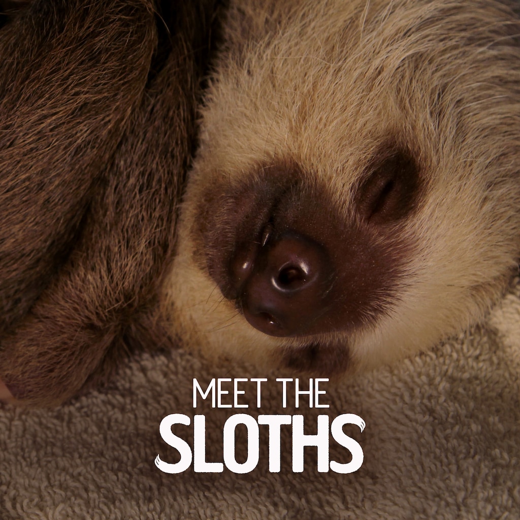 Meet The Sloths